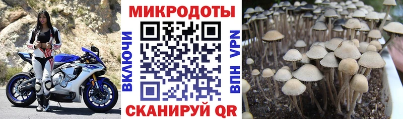 Купить где  Рошаль  Псилоцибиновые грибы Psilocybine cubensis 